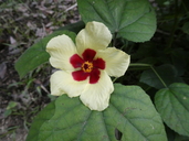 Hibiscus taiwanensis