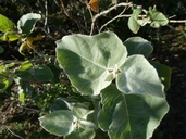 Croton magdalenae
