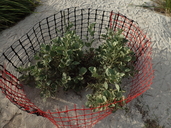 Solanum nelsonii