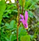 Primula pauciflora var. pulchella
