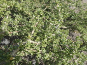 Jatropha cuneata