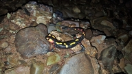 Salamandra algira atlantica