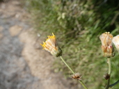 Bebbia atriplicifolia