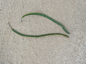 Cassia emarginata