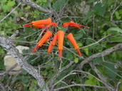 Behria tenuiflora