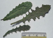 Hypochaeris radicata