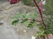 Mimosa purpurascens