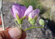 Sphaeralcea ambigua var. rosacea
