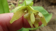 Cypripedium fasciculatum