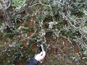 Ceanothus roderickii