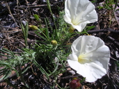 Calystegia stebbinsii