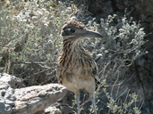 Geococcyx californianus