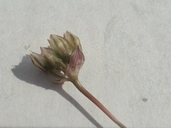 Photo of Allium punctum