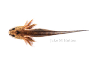 Ambystoma tigrinum