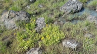 Arnica fulgens