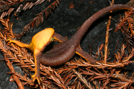 Taricha torosa