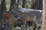 Coue's White-tailed Deer