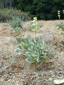 click for image enlargement