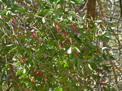 Tapinanthus oleifolius
