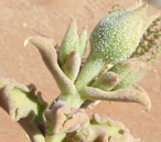 Mesembryanthemum gariusanum