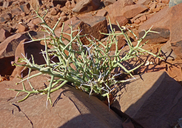 Euphorbia lignosa