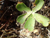 Delphinium patens ssp. montanum