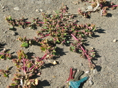 Chenopodium macrospermum