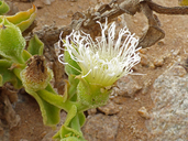 Mesembryanthemum gariusanum