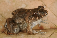 Leptodactylus discodactylus