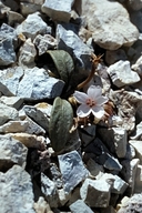 Claytonia peirsonii ssp. yorkii