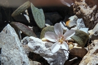 Claytonia peirsonii ssp. yorkii