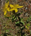 Hypericum perforatum ssp. perforatum