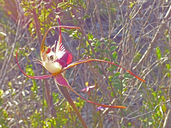 Caladenia lobata