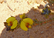 Eutaxia parvifolia