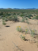 Helianthus deserticola