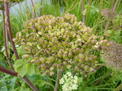 Angelica lucida