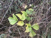 Angelica lucida