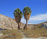 Washingtonia filifera