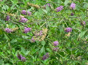 Hoita macrostachya