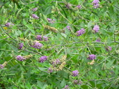 Hoita macrostachya