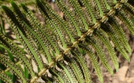 Polystichum imbricans ssp. curtum