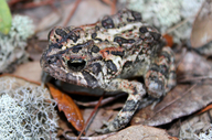Anaxyrus terrestris