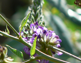 Hoita macrostachya