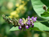 Hoita macrostachya