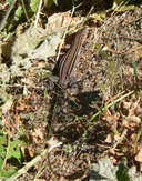 Belding's Orange-throated Whiptail