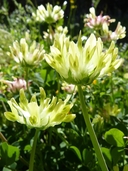 Trifolium flavulum