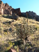Cylindropuntia sp.