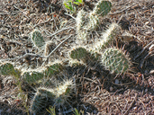 Cold-hardy Opuntia