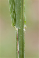 Molinia arundinacea