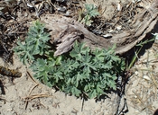 Delphinium parryi ssp. purpureum